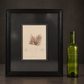 Seaweed print "Rytiphlea thuyoides, Plate X". 1859. Recent frame.