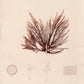 Seaweed print "Rytiphlea thuyoides, Plate X". 1859. Recent frame.