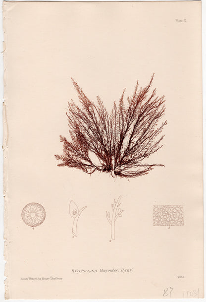 Gráfico de alga "Rytiphlea thuyoides, Plate X". Año 1859. Marco reciente. Antiguo.