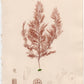Seaweed print "Polysiphonia violacea". 1859. Recent frame. Antique.
