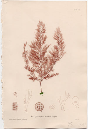 Gráfico de algas "POLYSIPHONIA VIOLACEA". Año 1859. Marco reciente. Antiguo.