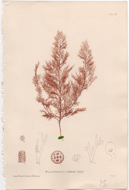 Gráfico de algas "POLYSIPHONIA VIOLACEA". Año 1859. Marco reciente. Antiguo.