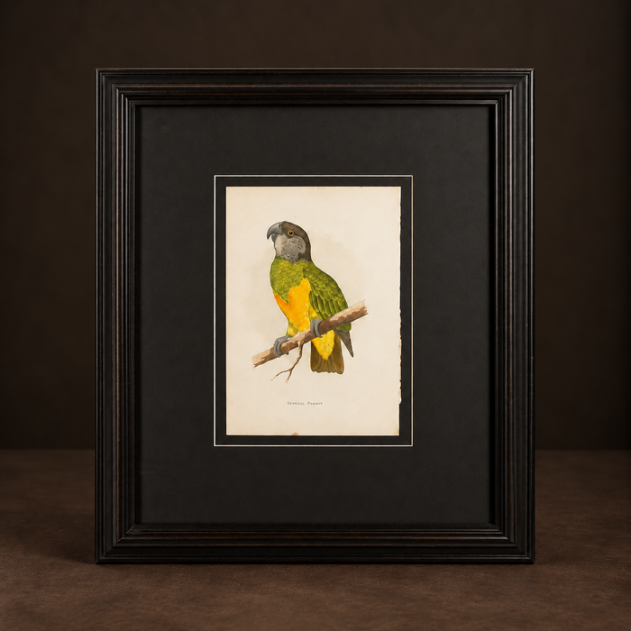 Gráfico de loro, "Senegal parrot". Año 1884. Marco reciente. Antiguo.