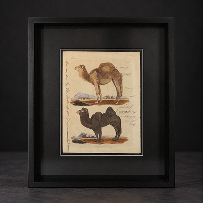Engraving of camels (Buffon/Smellie). Printed by Richard Evans, London. 1828. Recent frame. Antique.