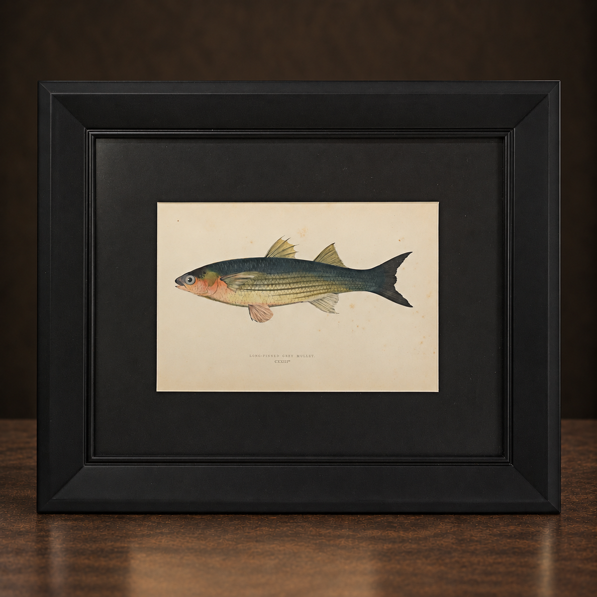 Couch 1878 Antique Fish 絵図 Grabado Antique Fish Prints, 1878 | Viriathus