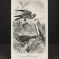 Book "Brehms Tierleben" (Brehm's Life of Animals), Volume III, by Alfred Edmund Brehm. 1900. In German. Antique. Illustrated. Shows signs of age.