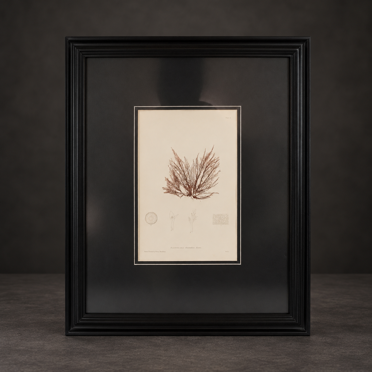 Seaweed print "Rytiphlea thuyoides, Plate X". 1859. Recent frame.
