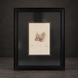 Seaweed print "Rytiphlea thuyoides, Plate X". 1859. Recent frame.