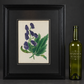 Gráfico Paxton, Joseph 1838 Hand Col Botanical Print. Aconitum Chinensis