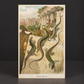 Book "Brehms Tierleben" (Brehm's Life of Animals), Volume VII, by Alfred Edmund Brehm. 1893. In German. Antique. Illustrated. Shows signs of age.
