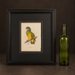 Parrot print "Senegal Parrot". 1884. Recent frame. Antique.