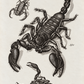Scorpion print. 1809. Recent frame. Antique.