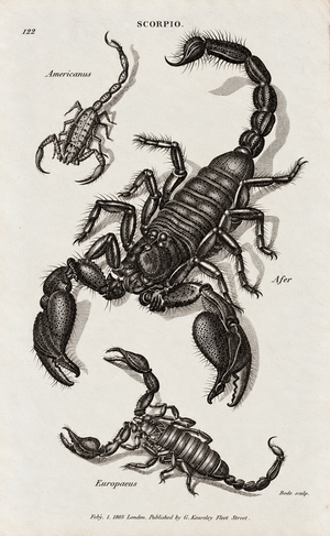 Scorpion print. 1809. Recent frame. Antique.