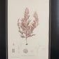 Gráfico de algas "POLYSIPHONIA VIOLACEA". Año 1859. Marco reciente. Antiguo.
