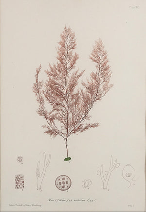 Seaweed print "Polysiphonia violacea". 1859. Recent frame. Antique.