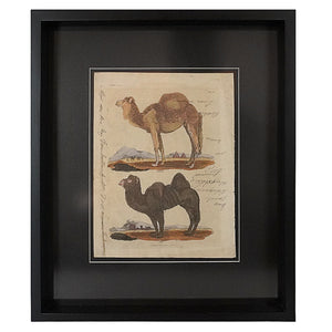 Grabado de Camellos y Buffon Smellie. Impresión de Richard Evans Londres. Año 1828. Marco reciente. Antiguo.