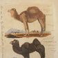 Grabado de Camellos y Buffon Smellie. Impresión de Richard Evans Londres. Año 1828. Marco reciente. Antiguo.