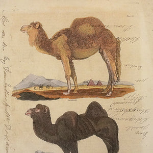 Engraving of camels (Buffon/Smellie). Printed by Richard Evans, London. 1828. Recent frame. Antique.