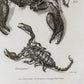 Gráfico de escorpión. Año 1809. Marco reciente. Antiguo.