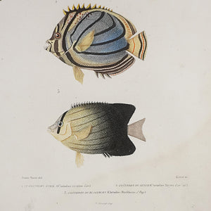 Gráfico de peces coloreado a mano. Segunda mitad del siglo XIX.