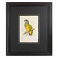 Gráfico de loro, "Senegal parrot". Año 1884. Marco reciente. Antiguo.