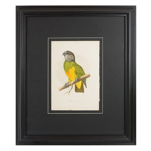 Gráfico de loro, "Senegal parrot". Año 1884. Marco reciente. Antiguo.
