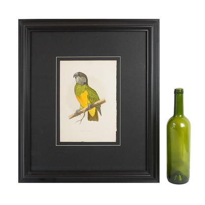 Gráfico de loro, "Senegal parrot". Año 1884. Marco reciente. Antiguo.