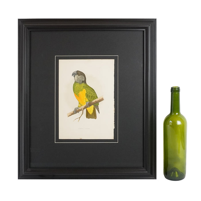 Gráfico de loro, "Senegal parrot". Año 1884. Marco reciente. Antiguo.
