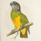 Gráfico de loro, "Senegal parrot". Año 1884. Marco reciente. Antiguo.