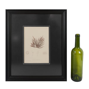 Gráfico de alga "Rytiphlea thuyoides, Plate X". Año 1859. Marco reciente. Antiguo.