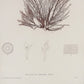 Gráfico de alga "Rytiphlea thuyoides, Plate X". Año 1859. Marco reciente. Antiguo.