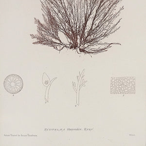 Seaweed print "Rytiphlea thuyoides, Plate X". 1859. Recent frame.