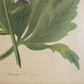 Gráfico Paxton, Joseph 1838 Hand Col Botanical Print. Aconitum Chinensis