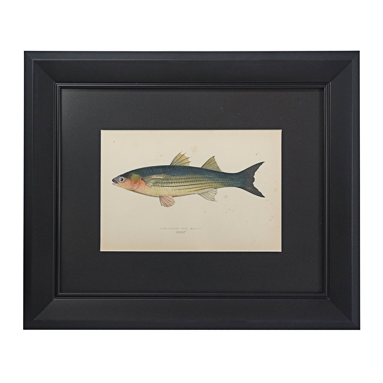 Grabado Antique Fish Prints, 1878 | Viriathus