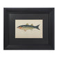 Gráfico Couch "Antique Fish Prints" de Jonathan. Año 1878.  Con marco reciente. Antiguo.