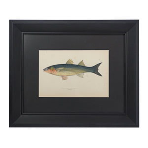 Gráfico Couch "Antique Fish Prints" de Jonathan. Año 1878.  Con marco reciente. Antiguo.