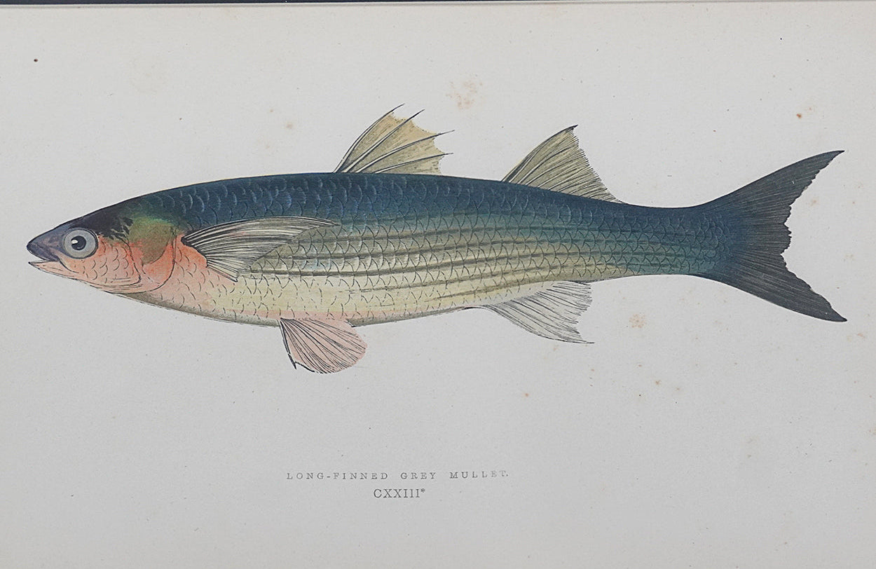 Grabado Antique Fish Prints, 1878 | Viriathus