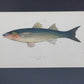 Gráfico Couch "Antique Fish Prints" de Jonathan. Año 1878.  Con marco reciente. Antiguo.