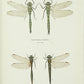 Grafica entomológica de 1899. Par de especies de libélulas.
