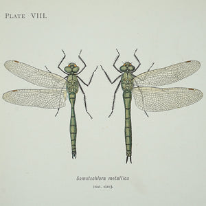 Grafica entomológica de 1899. Par de especies de libélulas.