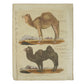 Grabado de Camellos y Buffon Smellie. Impresión de Richard Evans Londres. Año 1828. Marco reciente. Antiguo.
