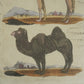 Grabado de Camellos y Buffon Smellie. Impresión de Richard Evans Londres. Año 1828. Marco reciente. Antiguo.