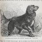 Libro "Brehms Tierleben (La vida de los animales de Brehm)" Tomo II de Alfred Edmund Brehm. Año 1900.  Idioma alemán. Antiguo.  Ilustrado. Con detalles de conservación.