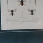 Gráfico de insectos coloreado a mano. Siglo XIX.