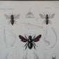 Gráfico de insectos coloreado a mano. Siglo XIX.