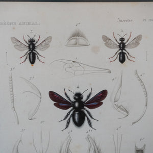 Gráfico de insectos coloreado a mano. Siglo XIX.