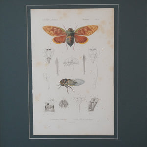 Grabado de insectos coloreado a mano. Segunda mitad del siglo XIX.