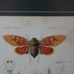Grabado de insectos coloreado a mano. Segunda mitad del siglo XIX.