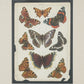 Cromolitografía de mariposas.  J. Gordon. Londres. Ca. 1900. Enmarcada.