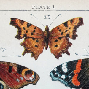 Cromolitografía de mariposas.  J. Gordon. Londres. Ca. 1900. Enmarcada.